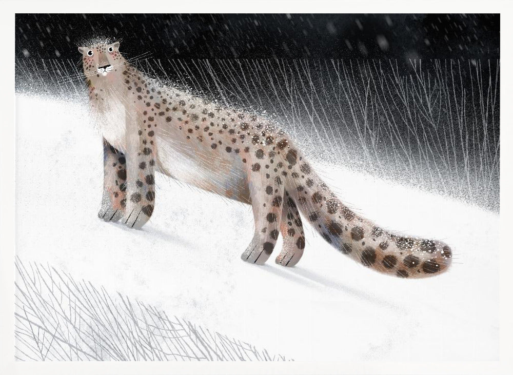 Snow Leopard - Stretched Canvas, Poster or Fine Art Print I Heart Wall Art