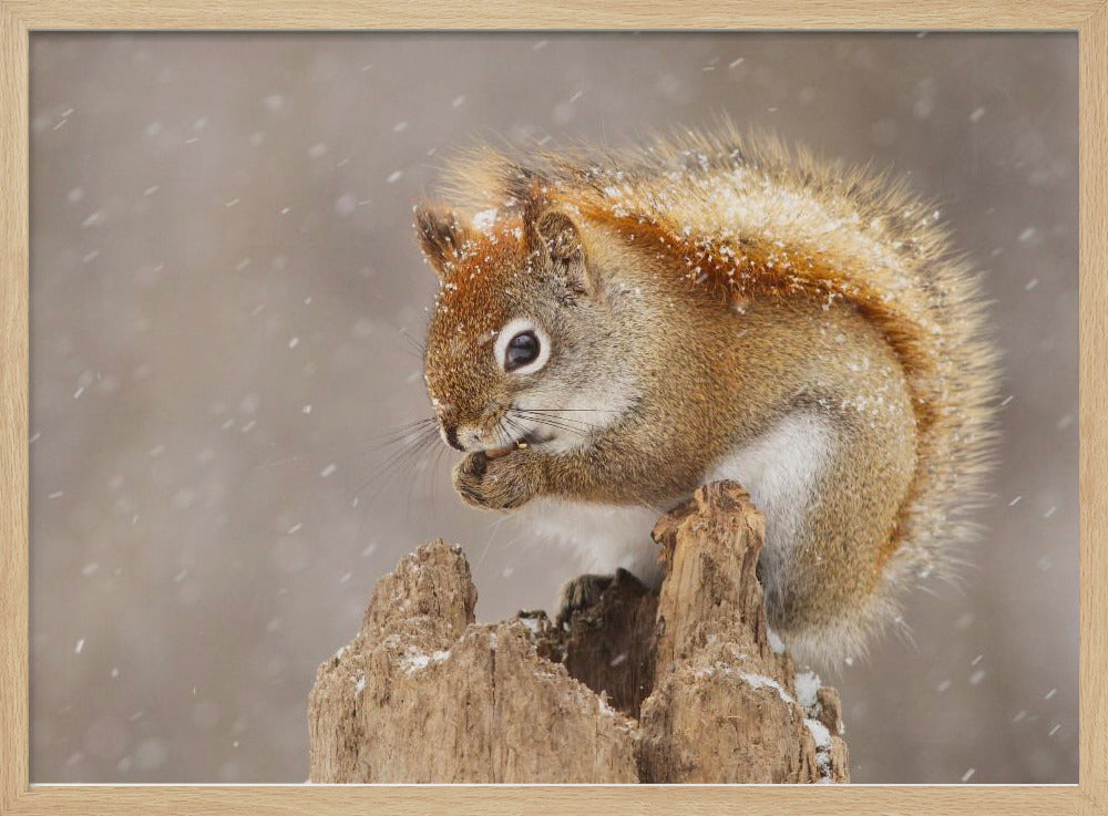 Snow Storm - Stretched Canvas, Poster or Fine Art Print I Heart Wall Art
