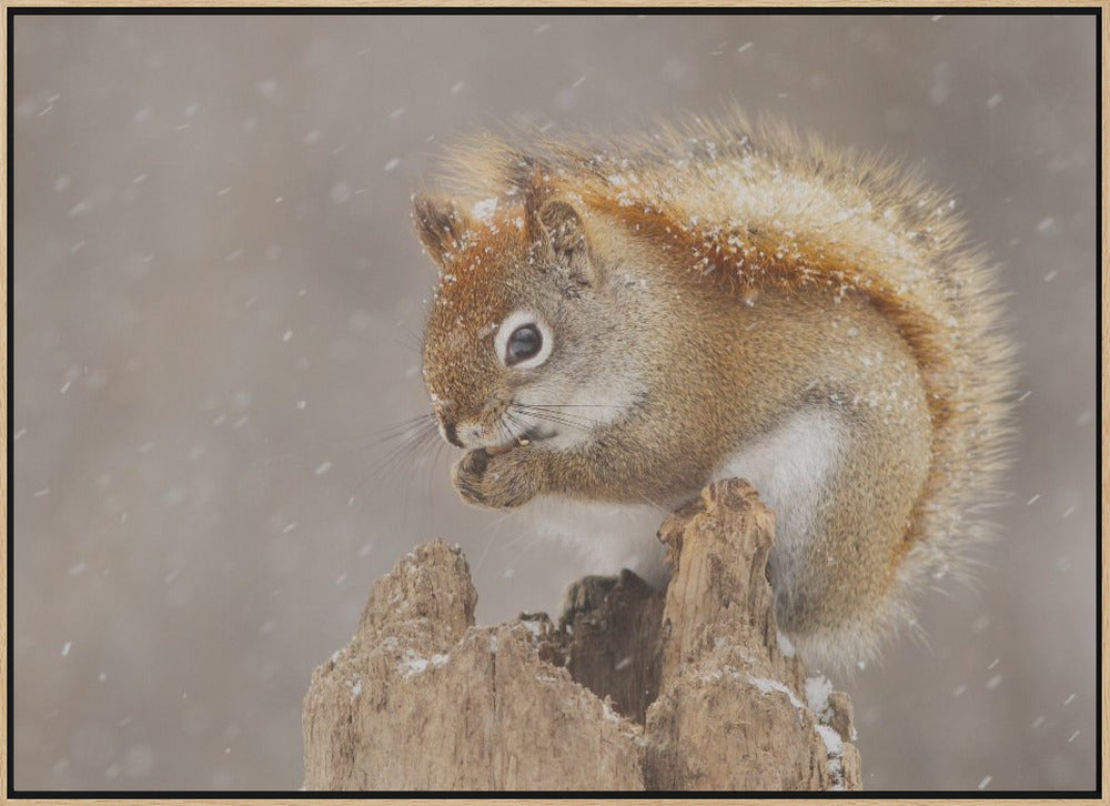 Snow Storm - Stretched Canvas, Poster or Fine Art Print I Heart Wall Art