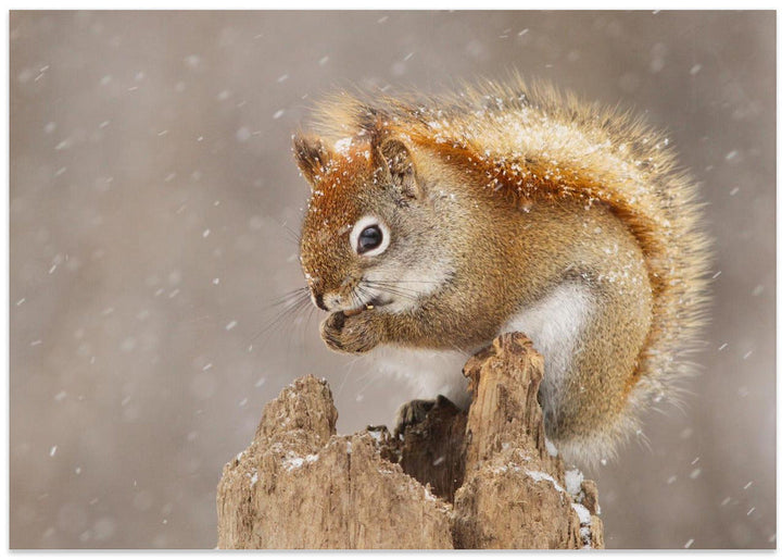 Snow Storm - Stretched Canvas, Poster or Fine Art Print I Heart Wall Art