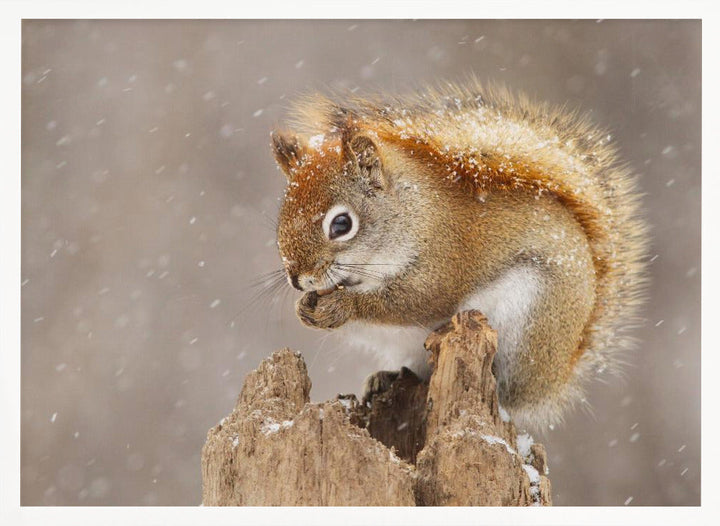 Snow Storm - Stretched Canvas, Poster or Fine Art Print I Heart Wall Art