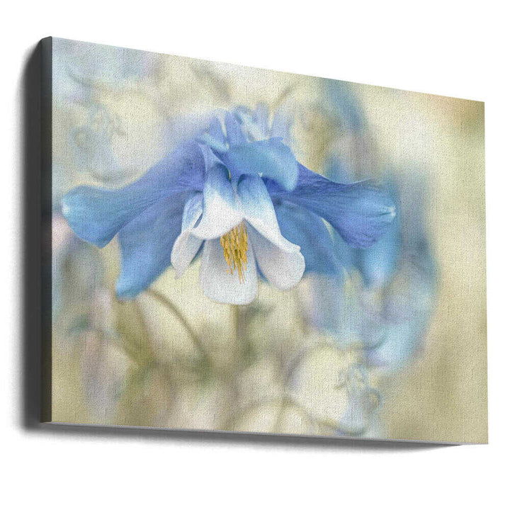 Soft Blue Columbine - Floral Photographic Stretched Canvas Poster or Fine Art Print