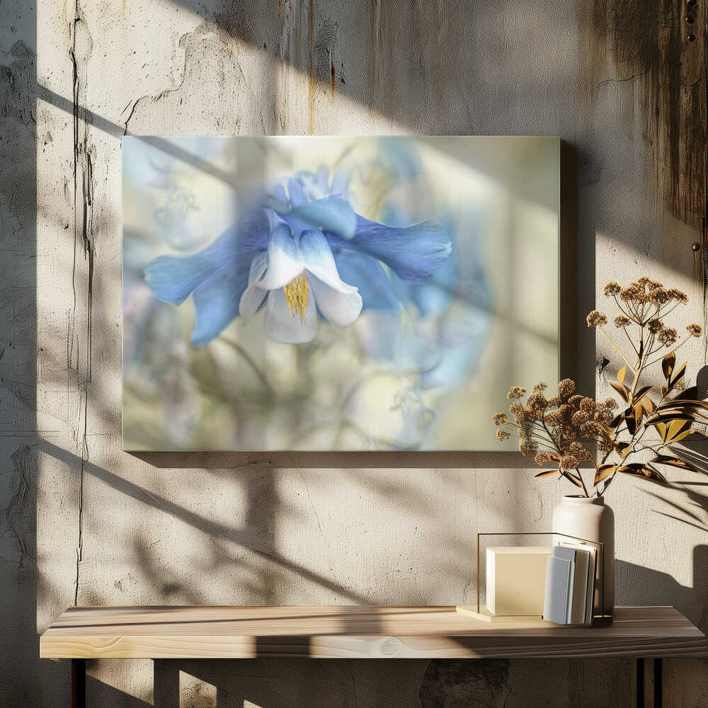 Soft Blue Columbine - Floral Photographic Stretched Canvas Poster or Fine Art Print