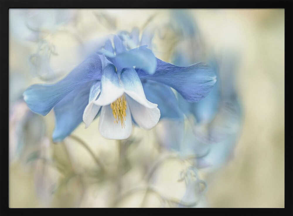 Soft Blue Columbine - Floral Photographic Stretched Canvas Poster or Fine Art Print