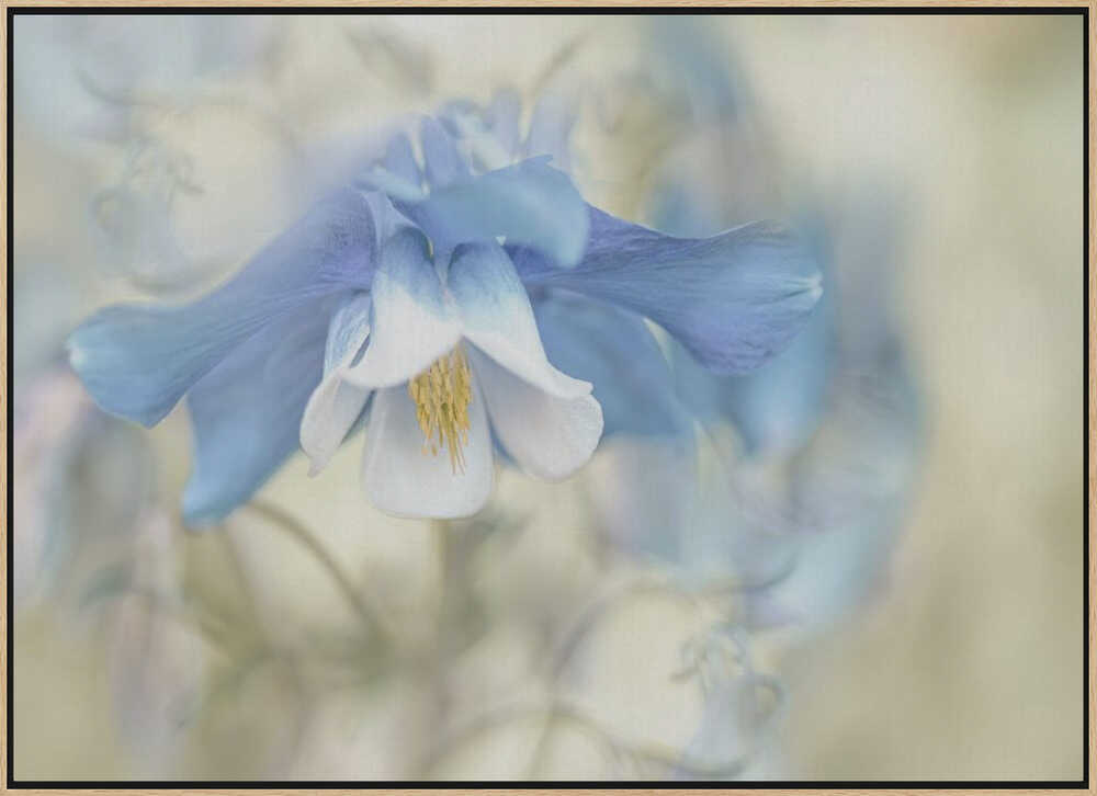 Soft Blue Columbine - Floral Photographic Stretched Canvas Poster or Fine Art Print