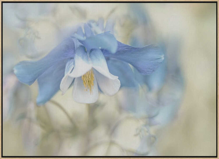 Soft Blue Columbine - Floral Photographic Stretched Canvas Poster or Fine Art Print