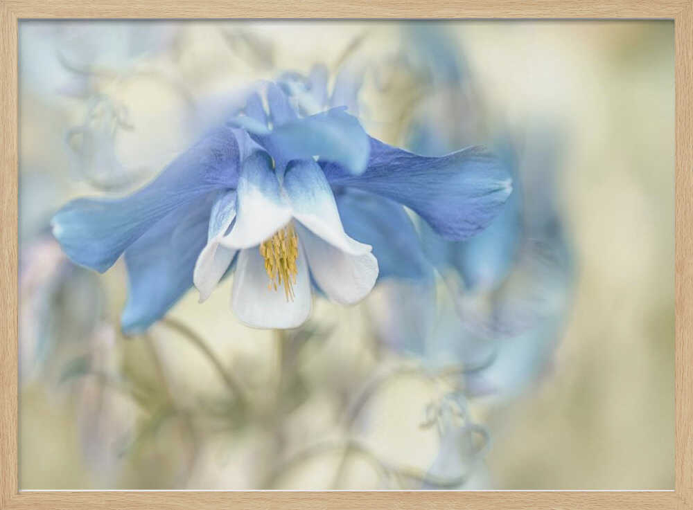 Soft Blue Columbine - Floral Photographic Stretched Canvas Poster or Fine Art Print