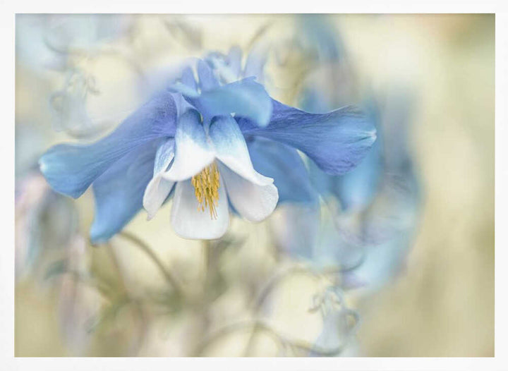Soft Blue Columbine - Floral Photographic Stretched Canvas Poster or Fine Art Print