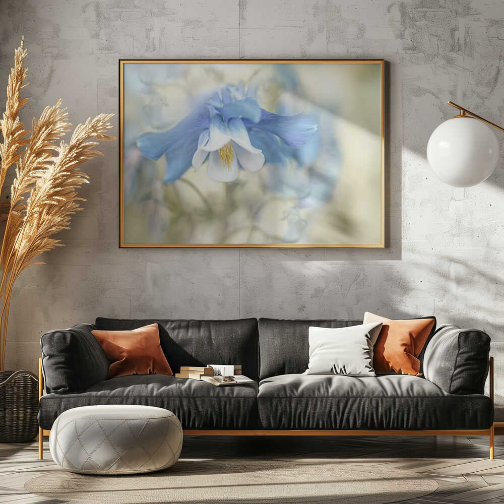 Soft Blue Columbine - Floral Photographic Stretched Canvas Poster or Fine Art Print