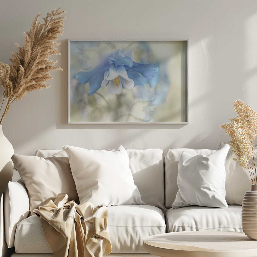 Soft Blue Columbine - Floral Photographic Stretched Canvas Poster or Fine Art Print
