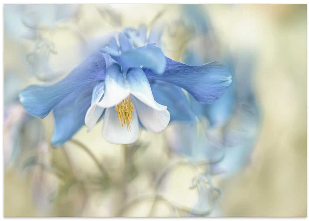 Soft Blue Columbine - Floral Photographic Stretched Canvas Poster or Fine Art Print