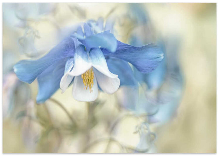 Soft Blue Columbine - Floral Photographic Stretched Canvas Poster or Fine Art Print