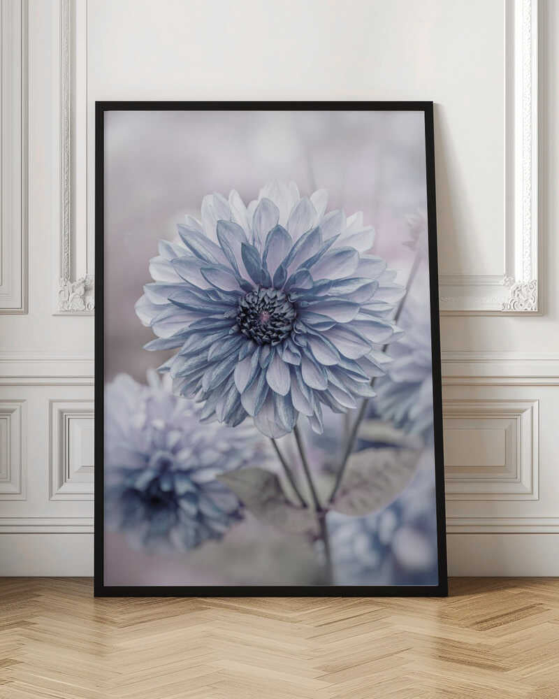 Soft Blue Dahlia Blooms - Floral Photographic Stretched Canvas Poster or Fine Art Print