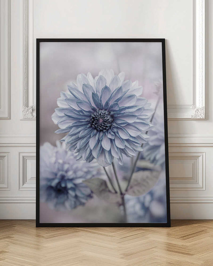 Soft Blue Dahlia Blooms - Floral Photographic Stretched Canvas Poster or Fine Art Print