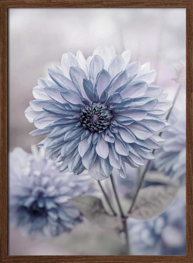 Soft Blue Dahlia Blooms - Floral Photographic Stretched Canvas Poster or Fine Art Print
