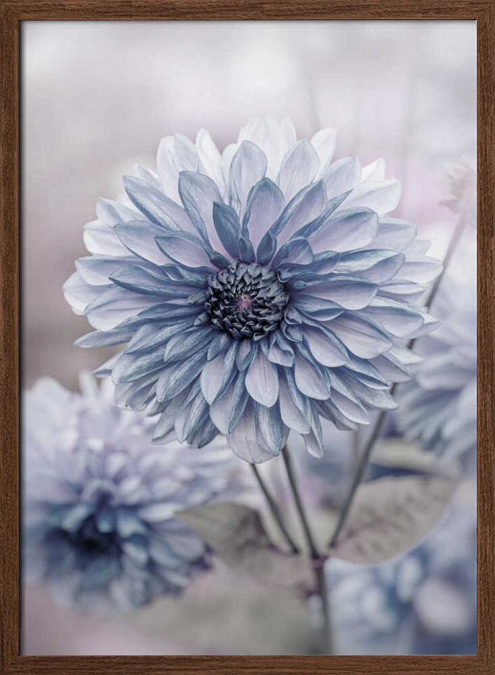 Soft Blue Dahlia Blooms - Floral Photographic Stretched Canvas Poster or Fine Art Print