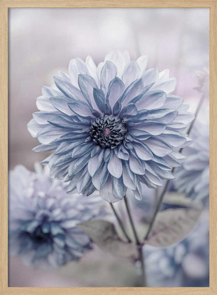 Soft Blue Dahlia Blooms - Floral Photographic Stretched Canvas Poster or Fine Art Print