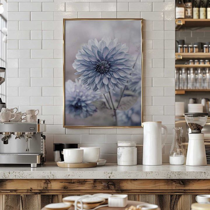 Soft Blue Dahlia Blooms - Floral Photographic Stretched Canvas Poster or Fine Art Print