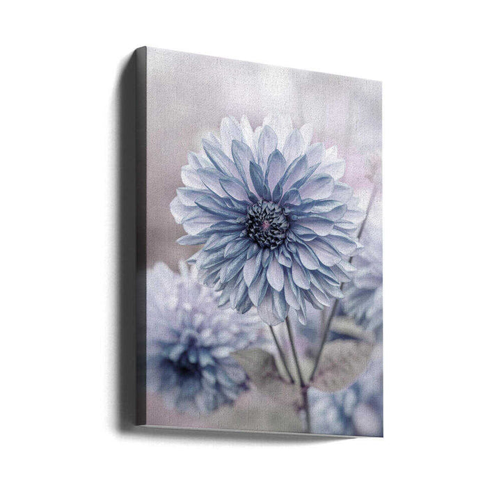 Soft Blue Dahlia Blooms - Floral Photographic Stretched Canvas Poster or Fine Art Print