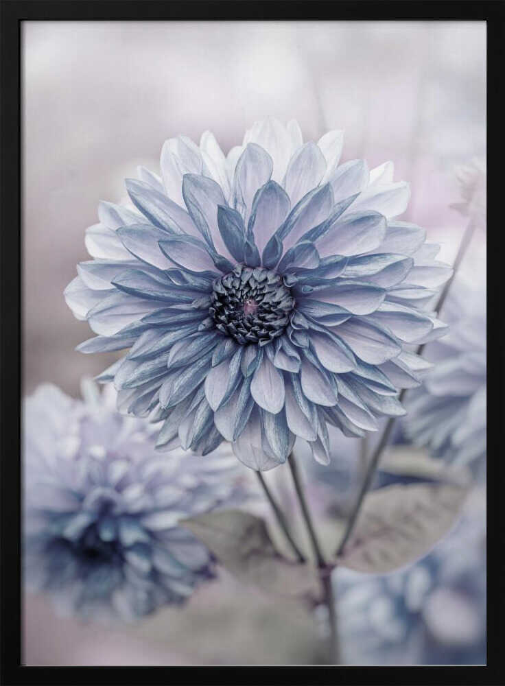 Soft Blue Dahlia Blooms - Floral Photographic Stretched Canvas Poster or Fine Art Print