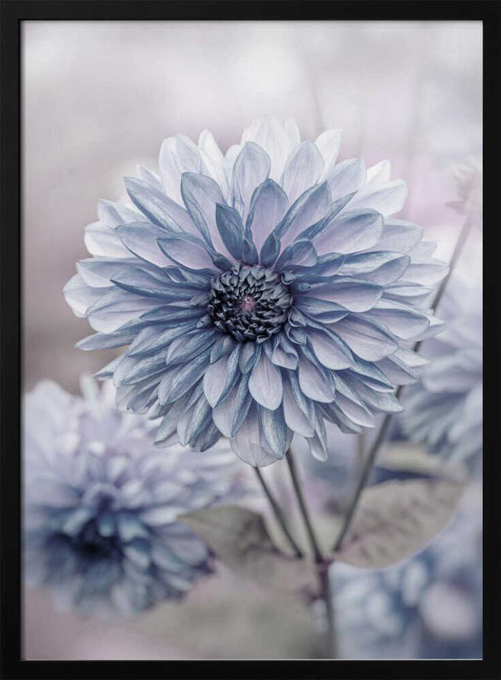 Soft Blue Dahlia Blooms - Floral Photographic Stretched Canvas Poster or Fine Art Print