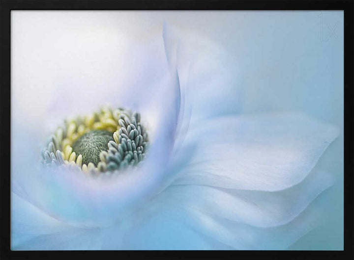 Soft Blue Flower - Floral Photographic Stretched Canvas Poster or Fine Art Print