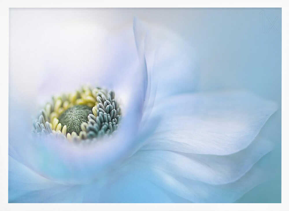 Soft Blue Flower - Floral Photographic Stretched Canvas Poster or Fine Art Print