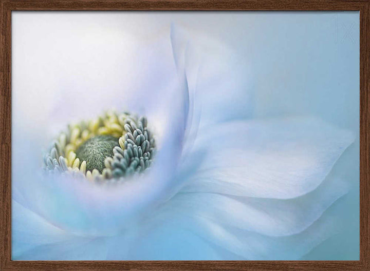 Soft Blue Flower - Floral Photographic Stretched Canvas Poster or Fine Art Print