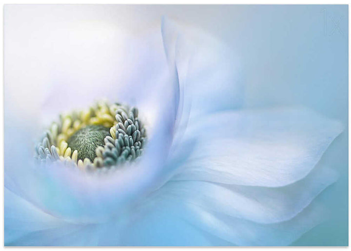 Soft Blue Flower - Floral Photographic Stretched Canvas Poster or Fine Art Print