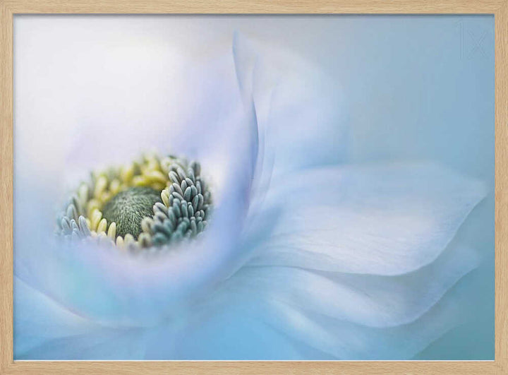 Soft Blue Flower - Floral Photographic Stretched Canvas Poster or Fine Art Print