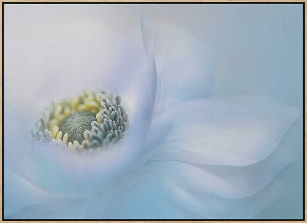 Soft Blue Flower - Floral Photographic Stretched Canvas Poster or Fine Art Print