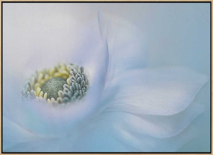 Soft Blue Flower - Floral Photographic Stretched Canvas Poster or Fine Art Print