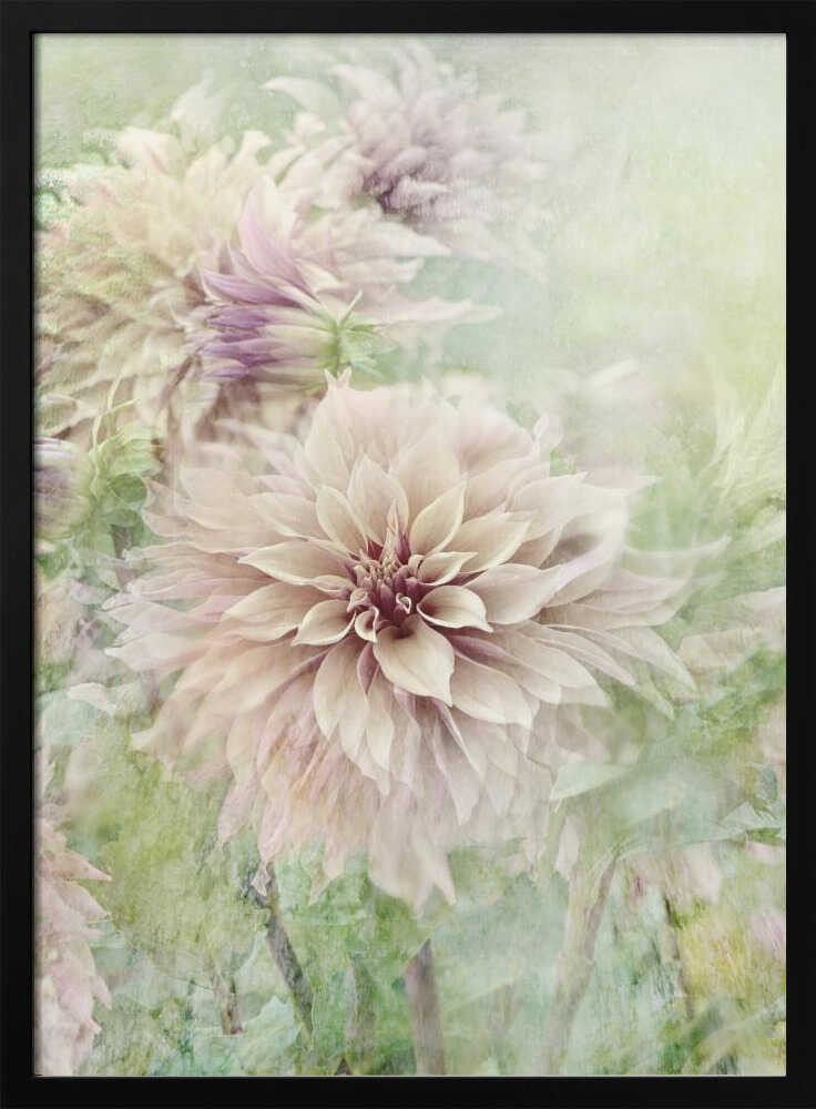 Soft Dahlia Blooms - Floral Photographic Stretched Canvas Poster or Fine Art Print