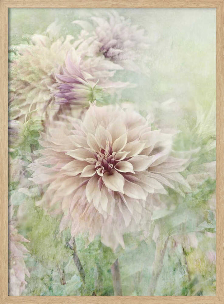 Soft Dahlia Blooms - Floral Photographic Stretched Canvas Poster or Fine Art Print
