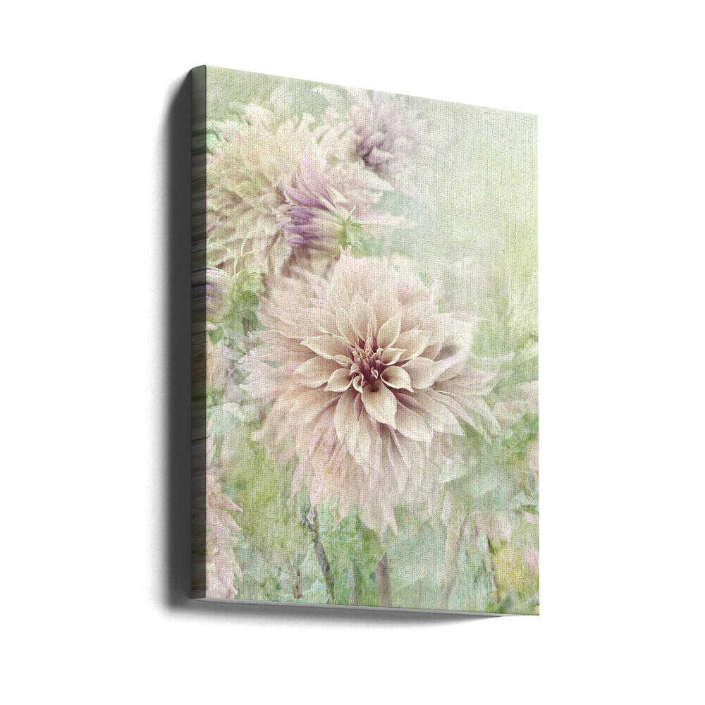Soft Dahlia Blooms - Floral Photographic Stretched Canvas Poster or Fine Art Print