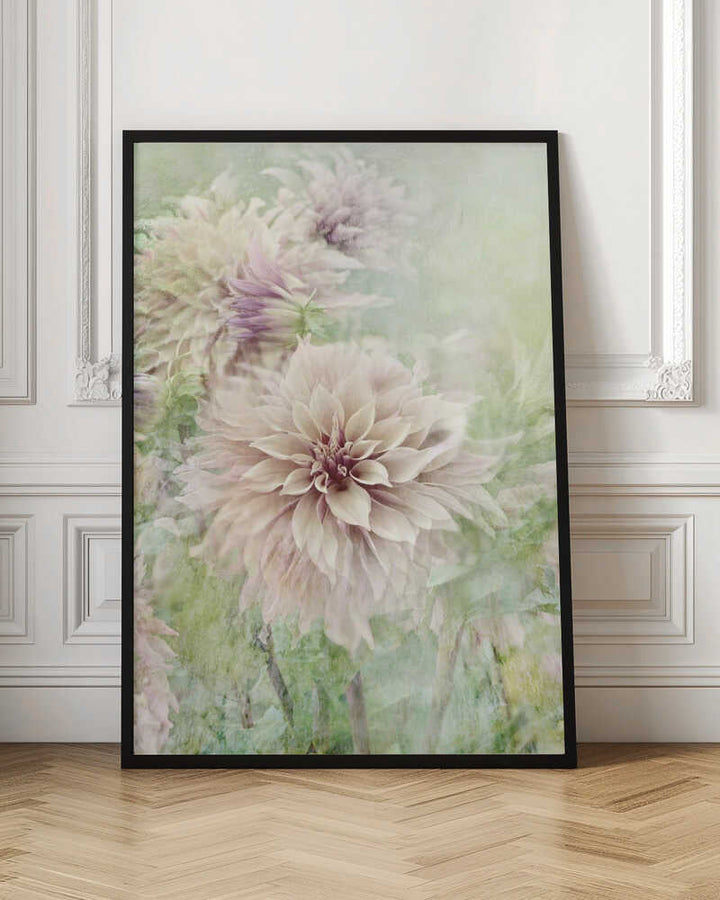 Soft Dahlia Blooms - Floral Photographic Stretched Canvas Poster or Fine Art Print