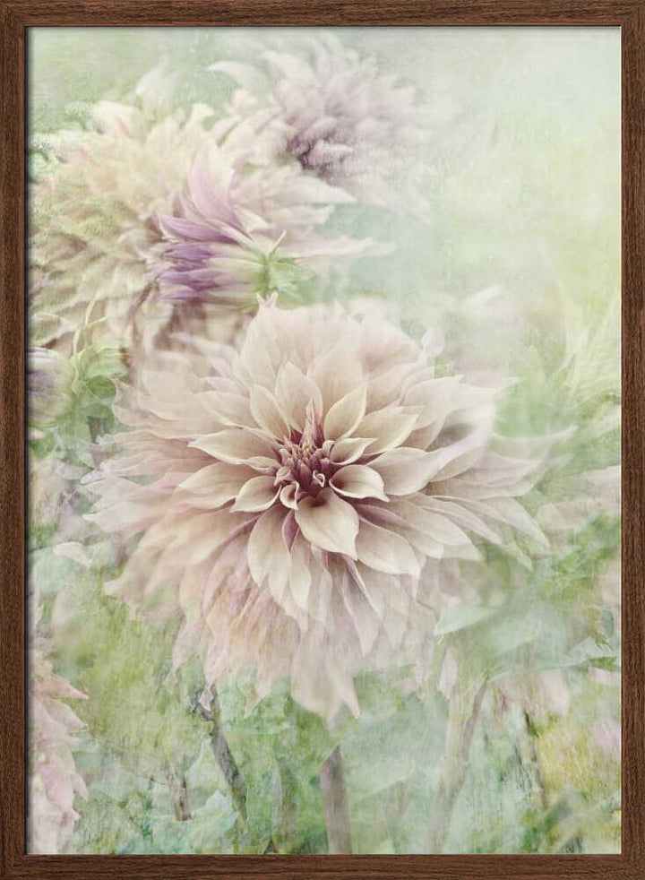 Soft Dahlia Blooms - Floral Photographic Stretched Canvas Poster or Fine Art Print