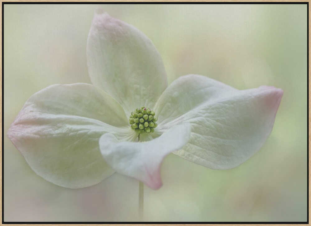 Soft Dogwood Bloom - Floral Photographic Stretched Canvas Poster or Fine Art Print