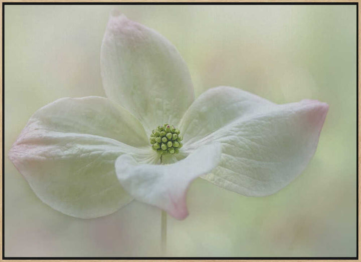 Soft Dogwood Bloom - Floral Photographic Stretched Canvas Poster or Fine Art Print