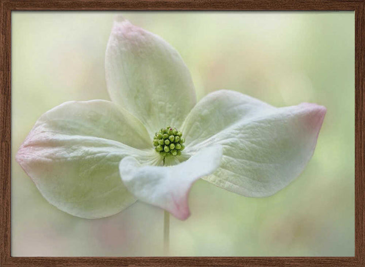 Soft Dogwood Bloom - Floral Photographic Stretched Canvas Poster or Fine Art Print