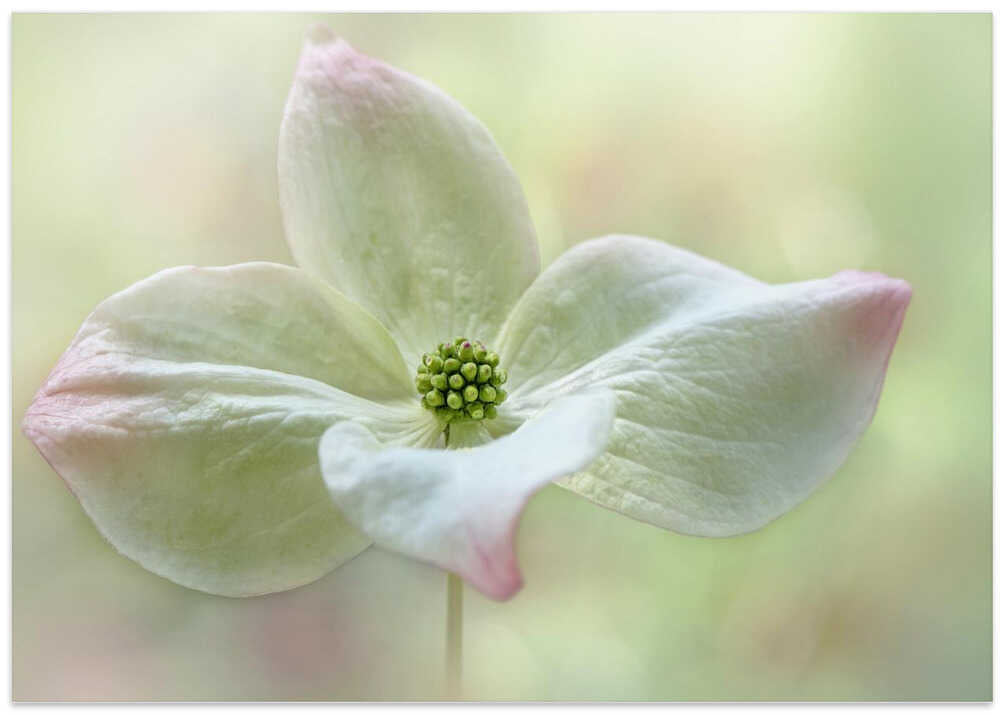 Soft Dogwood Bloom - Floral Photographic Stretched Canvas Poster or Fine Art Print