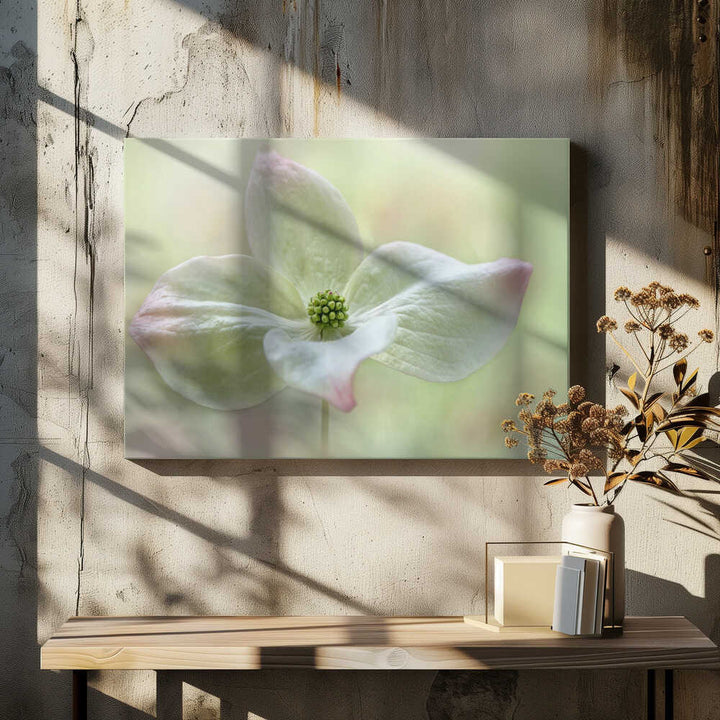 Soft Dogwood Bloom - Floral Photographic Stretched Canvas Poster or Fine Art Print