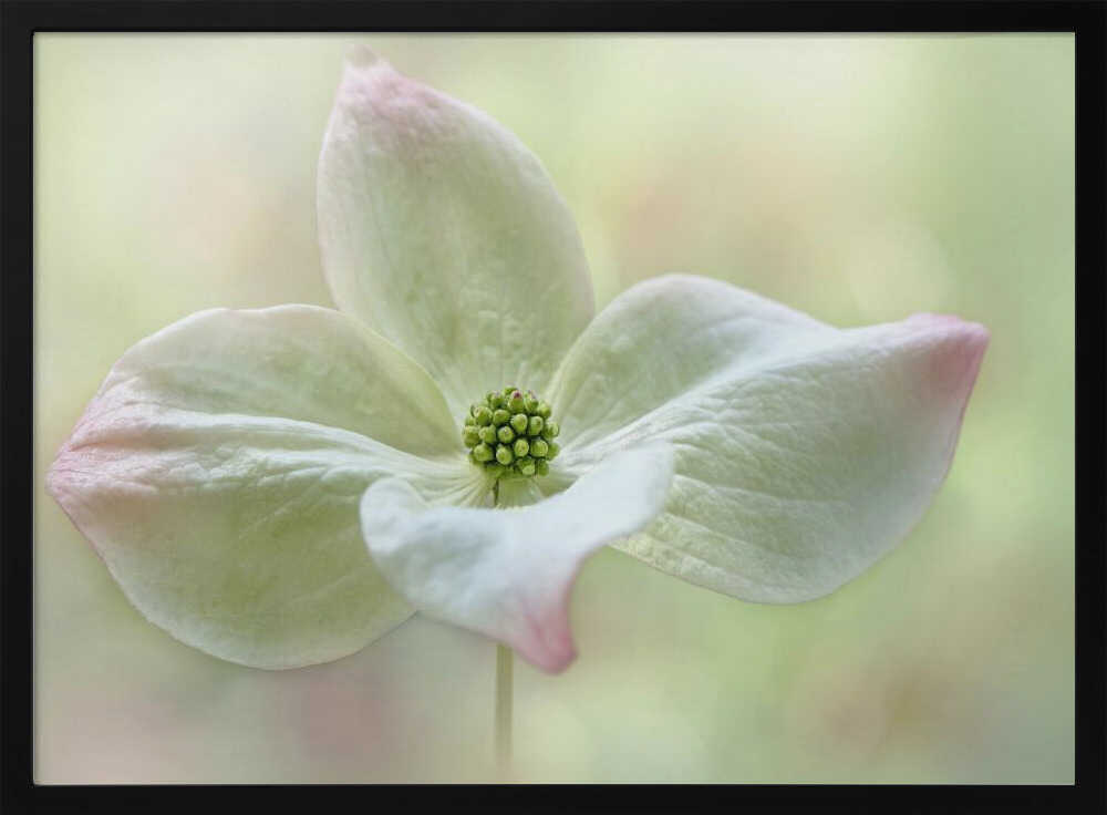 Soft Dogwood Bloom - Floral Photographic Stretched Canvas Poster or Fine Art Print