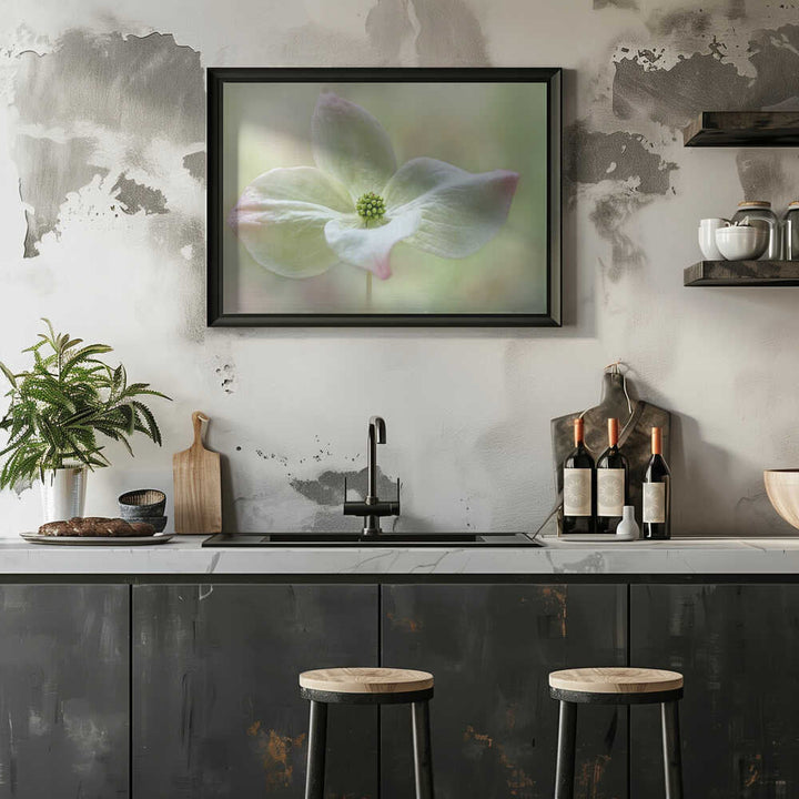 Soft Dogwood Bloom - Floral Photographic Stretched Canvas Poster or Fine Art Print