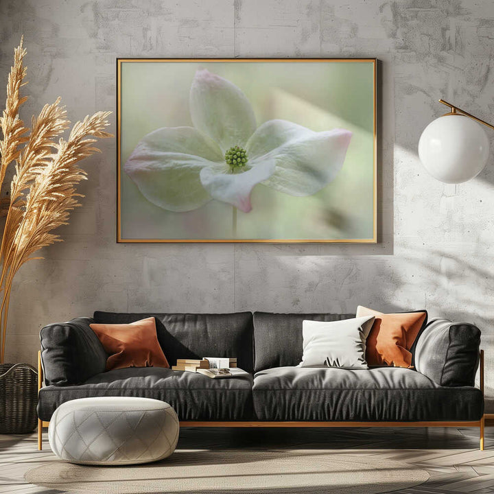 Soft Dogwood Bloom - Floral Photographic Stretched Canvas Poster or Fine Art Print