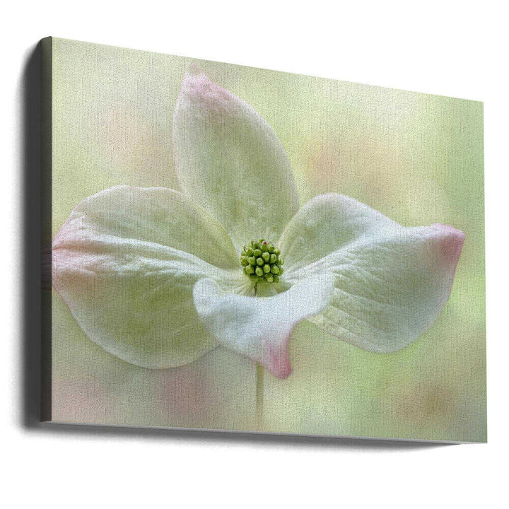 Soft Dogwood Bloom - Floral Photographic Stretched Canvas Poster or Fine Art Print