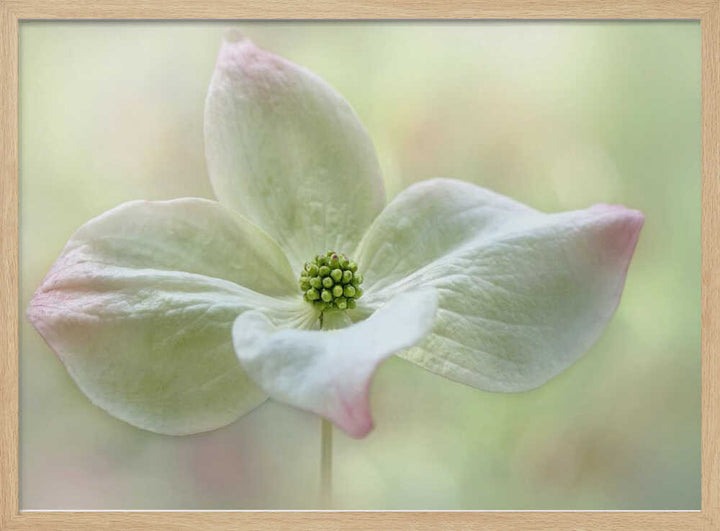 Soft Dogwood Bloom - Floral Photographic Stretched Canvas Poster or Fine Art Print