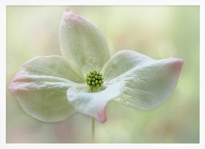 Soft Dogwood Bloom - Floral Photographic Stretched Canvas Poster or Fine Art Print