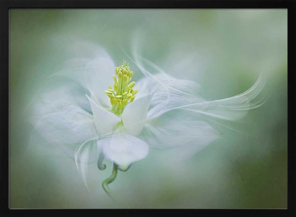 Soft Dreamy Flower - Floral Photographic Stretched Canvas Poster or Fine Art Print
