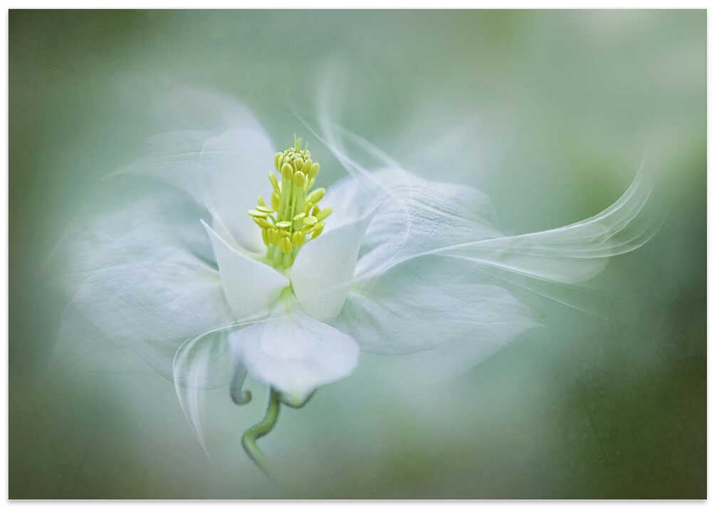 Soft Dreamy Flower - Floral Photographic Stretched Canvas Poster or Fine Art Print